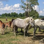 Konji Lonjsko polje