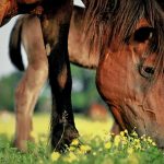 0002-hrvatski-posavac-696×467