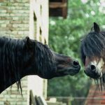 0003-hrvatski-posavac-624×420