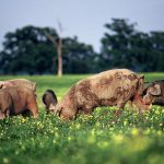 0007-svinje-na-l-polju