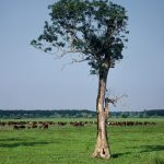 001-konji-na-lonjskom-polju-696×675