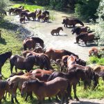 Etno selo Stara Lonja hrvatski posavac