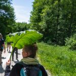 4-camino banovina dan 400444