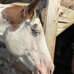 petra-gregl-wild-spring-ranch-3-1152×1536