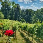 Vinograd-i-OPG-Glavica-1