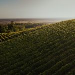Vinograd u Moslavini – Memory Lane