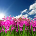 garten-gg-flower-3219718