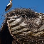 smz_lonjsko_polje_00002